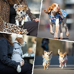 Croci Hund Sweatshirt North Pole gefüttert mit Klettverschluss und Leinenöffnung in Weiß und Blau - 1 Stk. – Bild 1 von 2
