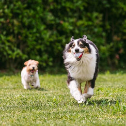 Croci Party Tennisball Set aus Stoff für Hunde 3 Stück – Bild 1 von 2