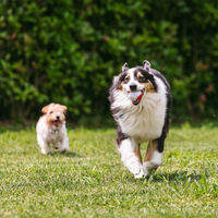 Produktbild von Croci Party Tennisball Set aus Stoff für Hunde 3 Stück