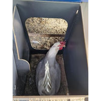 Produktbild von Cucciolotta Hühnerstall Chalet L für 8 bis 10 Legehennen mit 2 Nestplätzen und 2 Sitzstangen in Rot