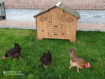 Cucciolotta Polly Farm Mignon Hühnerstall aus Holz in Braun Größe M für 4 bis 5 Hühner – Bild 1 von 8