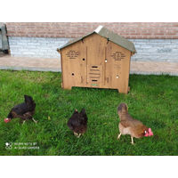 Produktbild von Cucciolotta Polly Farm Mignon Hühnerstall aus Holz in Braun Größe M für 4 bis 5 Hühner