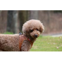 Produktbild von Curli Apple Hundegeschirr aus Kunstleder Braun XS