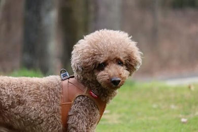 Curli Apple Hundegeschirr aus Kunstleder Braun XS wasserabweisend – Bild 1 von 12