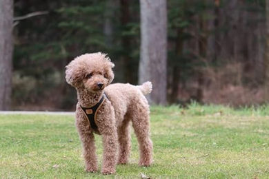 Curli Apple Hundegeschirr aus Kunstleder Schwarz XS wasserabweisend – Bild 1 von 4