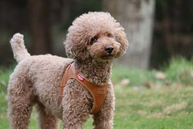 Curli Apple Leather Hundegeschirr aus Kunstleder Braun Größe L – Bild 1 von 10