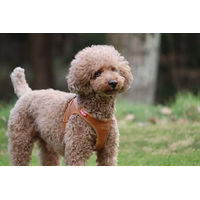 Produktbild von Curli Apple Leather Hundegeschirr aus Kunstleder Braun Größe L