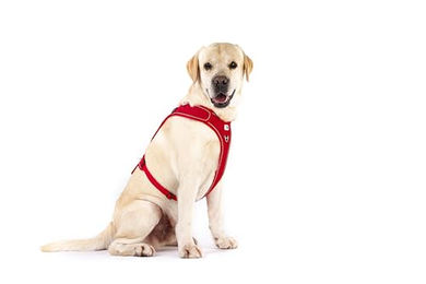 Curli Belka Basic Hundegeschirr Y-Geschirr Schwarz Größe 4XL – Bild 1 von 2