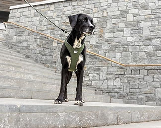 Curli Belka Comfort Air-Mesh Hundegeschirr Schwarz 4XL – Bild 1 von 4