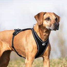Produktbild von Curli Belka Comfort Hundegeschirr aus Nylon Braun Größe M für kleine Hunde