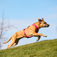Produktbild von Curli Belka Comfort Hundegeschirr für kleine Hunde in Rot Größe L