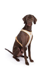 Curli Belka Hundegeschirr Alpine Gray aus Filz Größe 2XL – Bild 1 von 9