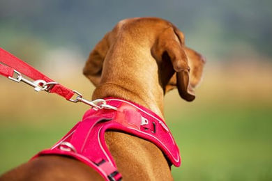 Curli Belka Sicherheitsgeschirr für Hunde Braun XL - 1 Stk. – Bild 1 von 3