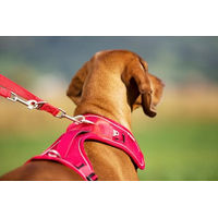 Produktbild von Curli Belka Sicherheitsgeschirr für Hunde Braun XL - 1 Stk.