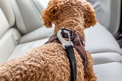Curli Car Safety Belt V2 Sicherheitsgurt für Hunde in Schwarz Größe L aus Nylon 60 cm lang - 60 cm – Bild 1 von 5