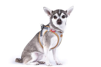 Curli Clasp Vest Alpine Sicherheitsgeschirr für Hunde Grau XS – Bild 1 von 4
