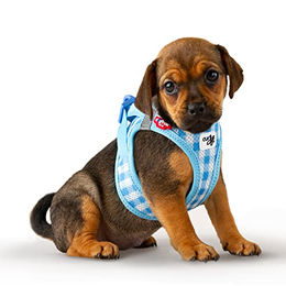 Curli Clasp Vest Geschirr und Führleine Set für Welpen in Blau XS – Bild 1 von 7