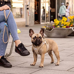 Curli Clasp Vest Hundegeschirr Cord Schwarz XS wasserabweisend – Bild 1 von 6