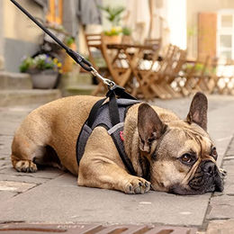 Curli Clasp Vest Sicherheitsgeschirr aus Merino Wolle für Hunde in Rot Größe 2XS – Bild 1 von 6