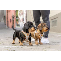 Produktbild von Curli Clasp Vest Sicherheitsgeschirr für Hunde Alpine Grau XS