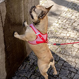 Curli Clasp Vest Sicherheitsgeschirr für Hunde aus Merino Wolle Rot XS – Bild 1 von 5