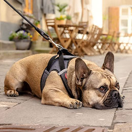 Curli Clasp Vest Sicherheitsgeschirr für Hunde aus Merino Wolle Schwarz XL – Bild 1 von 7