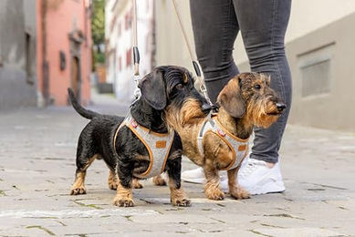 Curli Clasp Vest Sicherheitsgeschirr für Hunde Grau Größe M – Bild 1 von 3