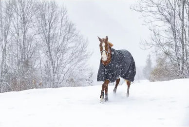 Decke Riding World Oxford wasserdicht – Bild 1 von 3