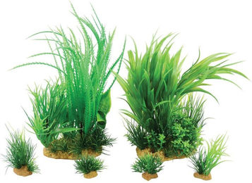 Produktbild von Deko Plantkit Zolux  Jalaya n°1  (x6)