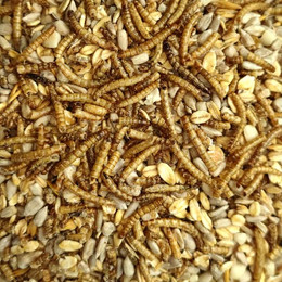 Produktbild von Deluxe Vogelfutter mit Mehlwürmern schalenlos für Wildvögel - 20 kg