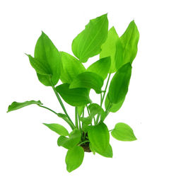 Produktbild von Dennerle Echinodorus argentinensis (Argentinischer Froschlöffel)