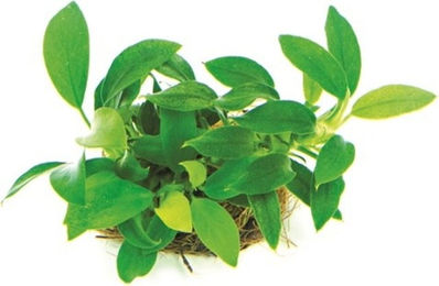 Produktbild von Dennerle Pflanze Speerblätter Nana Bonsai für Aquarium