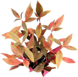 Dennerle Plants Alternanthera reineckii Red Ruby - 1 Stk – Bild 1 von 2