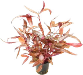 Dennerle Plants Alternanthera reineckii Rot - 1 Stk – Bild 1 von 3