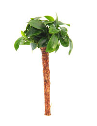 Produktbild von Dennerle Plants Anubias bart. var. nana Bonsai auf Bonsai Palme - 1 Stk