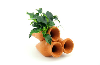 Produktbild von Dennerle Plants Anubias nana Bonsai auf Garnelen-Amphore - 1 Stk