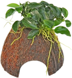 Produktbild von Dennerle Plants Anubias nana Bonsai auf Nano Cave - 1 Stk
