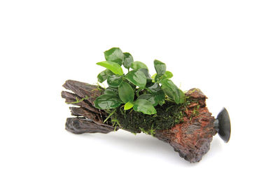 Produktbild von Dennerle Plants Anubias nana Bonsai auf Nanowood mit Sauger - 1 Stk