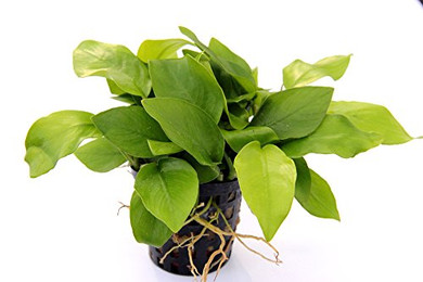 Produktbild von Dennerle Plants Anubias Nana Gold - 1 Stk.