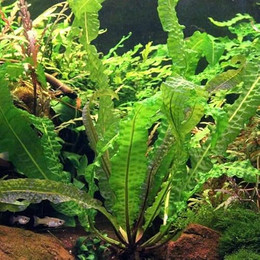 Produktbild von Dennerle Plants Aponogeton boivinianus - Knollenpflanze - 1 Stk