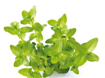 Produktbild von Dennerle Plants Bacopa caroliniana - 1 Stk