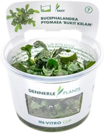 Produktbild von Dennerle Plants Bucephalandra pygmaea - Bukit Kelam - CUP - 1 Stk