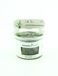 Produktbild von Dennerle Plants Cryptocoryne usteriana CUP - 1 Stk