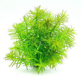 Produktbild von Dennerle Plants Didiplis diandra