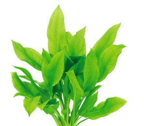 Produktbild von Dennerle Plants Echinodorus grisebachii - Bleherae - Im Topf