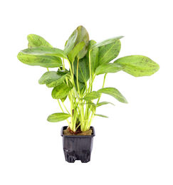 Produktbild von Dennerle Plants Echinodorus - Ozelot, groß - XL