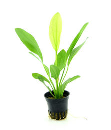 Produktbild von Dennerle Plants Echinodorus - Python - 1 Stk