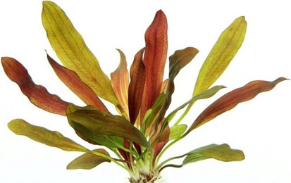 Produktbild von Dennerle Plants Echinodorus - Red Chameleon - 1 Stk