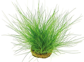 Produktbild von Dennerle Plants Eleocharis acicularis - Topfpflanze