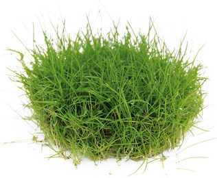Produktbild von Dennerle Plants Eleocharis pusilla In-Vitro